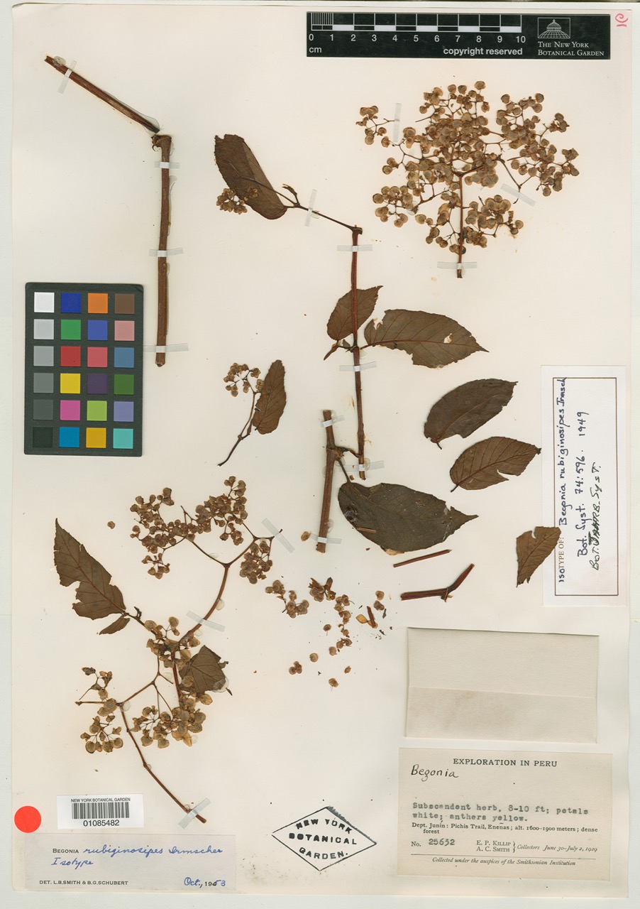 B. rubiginosipes